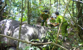 Hai phó Giám đốc VQG Yok Đôn có quan hệ với lâm tặc?