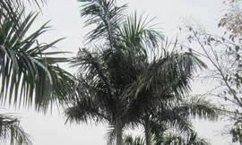 Nhân viên bán xăng chết trên cây cau