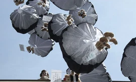 Sa thải hai quan chức Belarus vì không ngăn chặn ‘bom gấu Teddy’