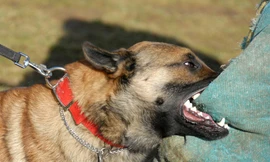 Bé gái 8 tuổi bị chó cắn nát mặt ngay tại nhà