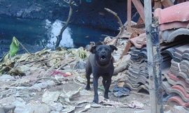 Chó cắn đứt mũi bé trai và mối lo thả rông chó không rọ mõm 