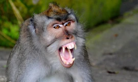 Bé gái bị lột hết da đầu vì khỉ hàng xóm tấn công