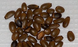 Người phụ nữ 'một phổi' suýt chết vì hóc hạt mãng cầu