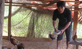 Thoát nghèo nhờ chim trĩ