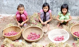 Vàng ở đảo giấu vàng