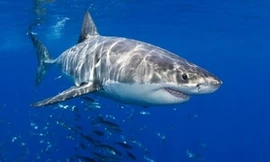 Cá mập trắng cũng có kỳ nghỉ đông
