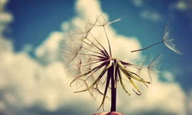 Tuổi trẻ sống trung thực để chấm dứt vô minh