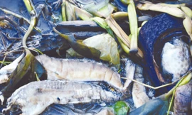 Bàng hoàng cá chết trắng sông Ảnh: T.H