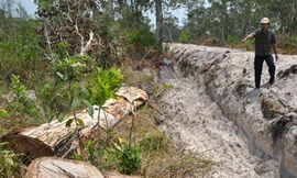 Rừng Phú Quốc lại bị “tùng xẻo”