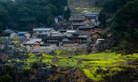 Hoa cải nhuộm vàng núi đá Hà Giang