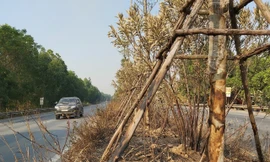 Cây bàng lá nhỏ trên QL18 bị chết do việc đốt cây cỏ 