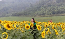Du khách đến tham quan, chụp ảnh tại cánh đồng hoa Hướng dương