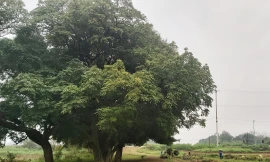 Ngắm rặng duối cổ hơn ngàn năm tuổi tương truyền để buộc voi, ngựa chiến của vua Ngô Quyền