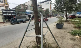 Hàng loạt cọc chống cây xanh trên tỉnh lộ 419 bị hư hỏng nặng nề
