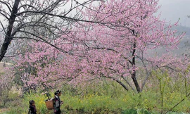 Dân buôn bỏ cuộc, người vùng cao lo mất Tết vì đào rừng khó về xuôi