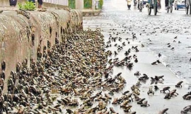 Giải mã giác quan thứ sáu của động vật