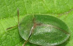 Cách sex kỳ lạ của loài bọ có dương vật dài hơn cơ thể