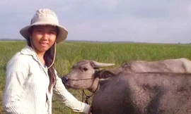 Cô bé chăn trâu ở đảo Lòng Hồ