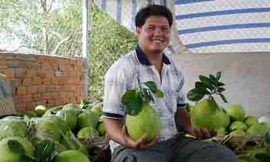 Bưởi năm roi tăng giá chóng mặt