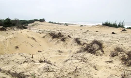 Bờ cát, rừng cây ven vịnh biển Lăng Cô bị lật tung, cày xới để làm đất san lấp trái phép. Ảnh: Ngọc Văn