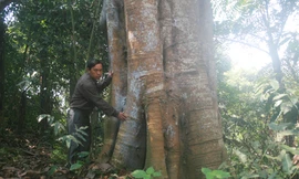 Khu rừng bí ẩn cấm xâm phạm ở Lào Cai