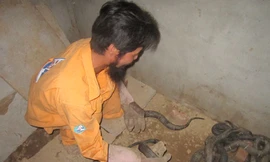 Thu tiền tỷ nhờ nuôi rắn độc