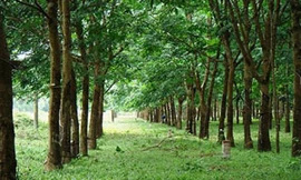 Dụ cháu vào rừng sống như vợ chồng