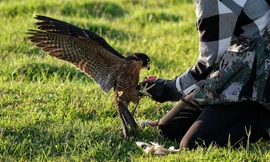 Giới trẻ Hà thành thích thú với trò chơi huấn luyện 'trinh sát trên không'