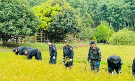 Tuổi trẻ Công an Điện Biên thu hoạch lúa giúp người dân giữa trời nắng nóng