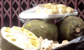 Mít bị tiêm hóa chất để thúc chín nhanh