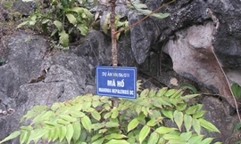 Nhổ trụi cây mật gấu quý ở đường biên