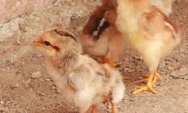 Hiếu kỳ xem gà con mới nở có 4 chân