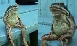 Ếch ngồi “trên ghế”