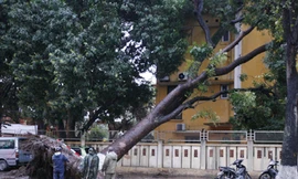 Hà Nội: Đổ cây xà cừ to nhất phố Nguyễn Du