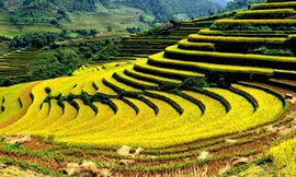 Mùa vàng lưng chừng trời