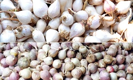 Tỏi 'mồ côi' Lý Sơn loạn giá tại chợ Sài Gòn