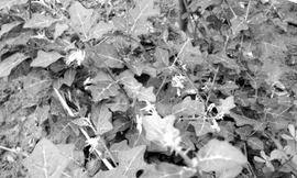 Cây Cà gai leo là dược liệu đã được nghiên cứu kỹ lưỡng tại Viện dược liệu Trung ương và được chứng minh có tác dụng ức chế vi rút gây viêm gan B