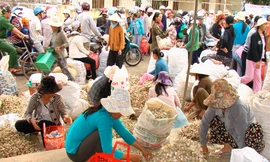 Phiên chợ tỏi vào buổi sớm ở huyện đảo Lý Sơn. Ảnh: VnExpress