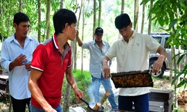 Thu bạc tỷ nhờ di cư đàn ong 'săn mật'