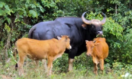  Bò tót nhập bầy với bò nhà