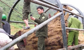 Việc ăn chia giữa người được gốc sưa “khủng” với Nhà nước đang là đề tài nóng trong dư luận