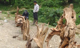 Những gốc cây này được bày bán ngay trên đường để bán cho du khách lên Sapa du lịch.