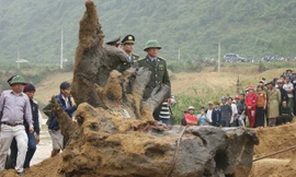 Ông Hùng “mía” luôn theo sát gốc gỗ sưa cùng người của cơ quan chức năng, trong lúc đó người dân không được đến gần