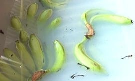 Chuối ngâm hóa chất bị phát hiện. ảnh: Phú Đức