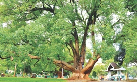 Cặp long não trên 80 tuổi thành cây di sản Việt Nam