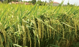 Về đồng lúa Phú Thiện