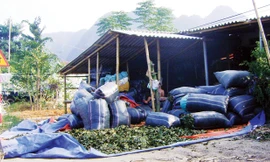 Tại điểm thu mua lá cây chua ke tại xã Chi Khê (Con Cuông)