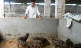 Anh Nguyễn Văn Giang bên đàn lợn rừng mới sinh của gia đình