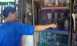 Kỳ công nghề “luyện thanh” chim cu gáy thu nhập 60 triệu đồng/tháng