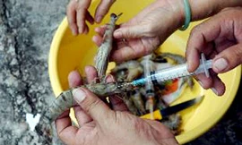Bắt quả tang vụ bơm tạp chất vào tôm sú